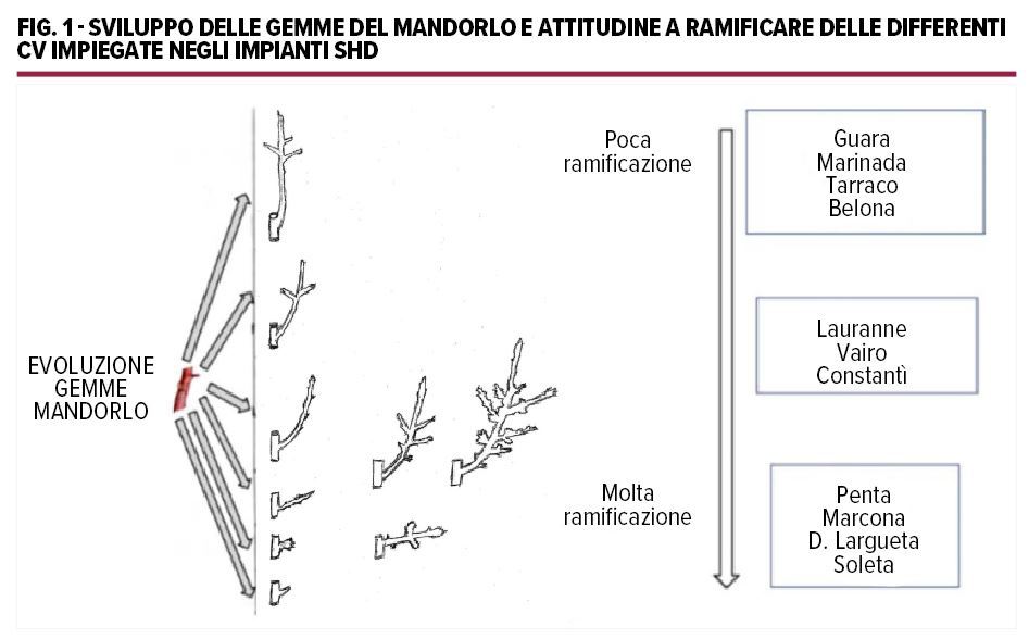 Figura 1 - Sviluppo delle gemme del mandorlo e attitudine a ramificare delle differenti cultivar impiegate negli impianti Shd