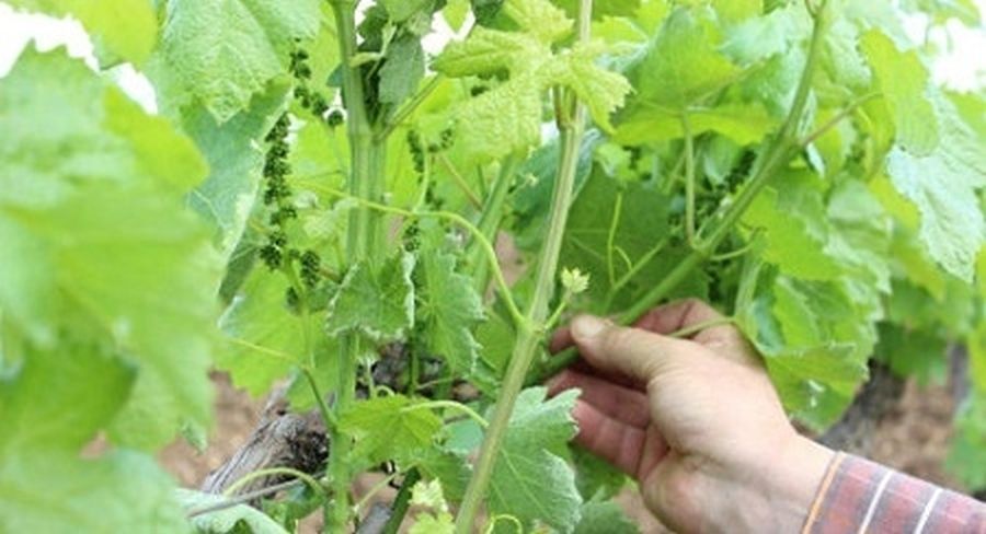 La potatura verde, una pratica importante ma sottovalutata