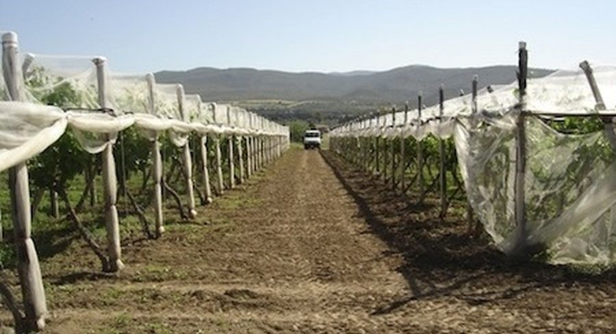 Potatura della vite e sistemi di allevamento