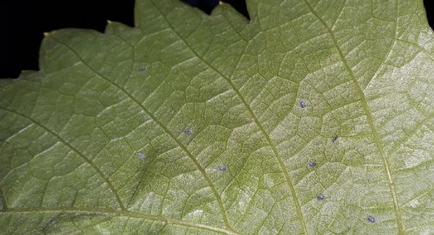 Fioritura in ritardo nei vigneti dell’Arco Jonico. Segnalata la presenza di Aleurocanthus spiniferus