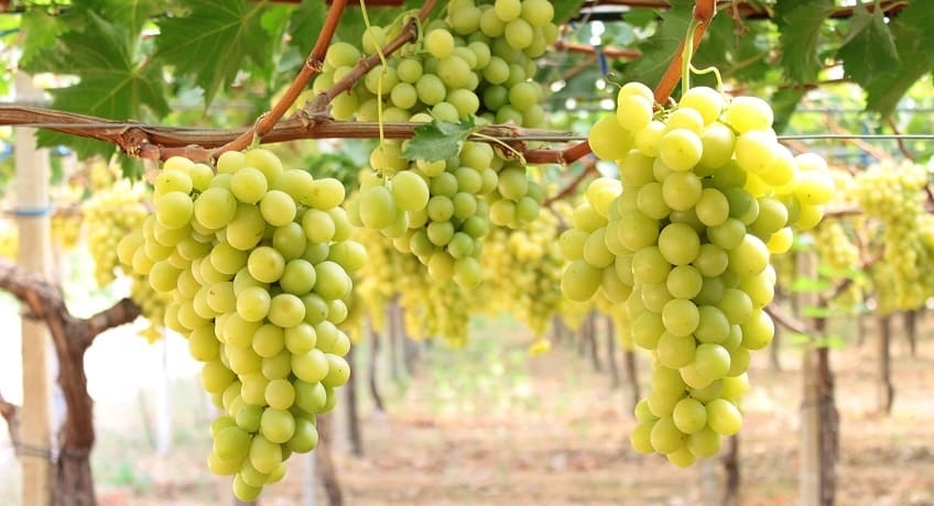 Uva Da Tavola Quali Sono Le Seedless Libere Agrimeca Grape And Fruit Consulting