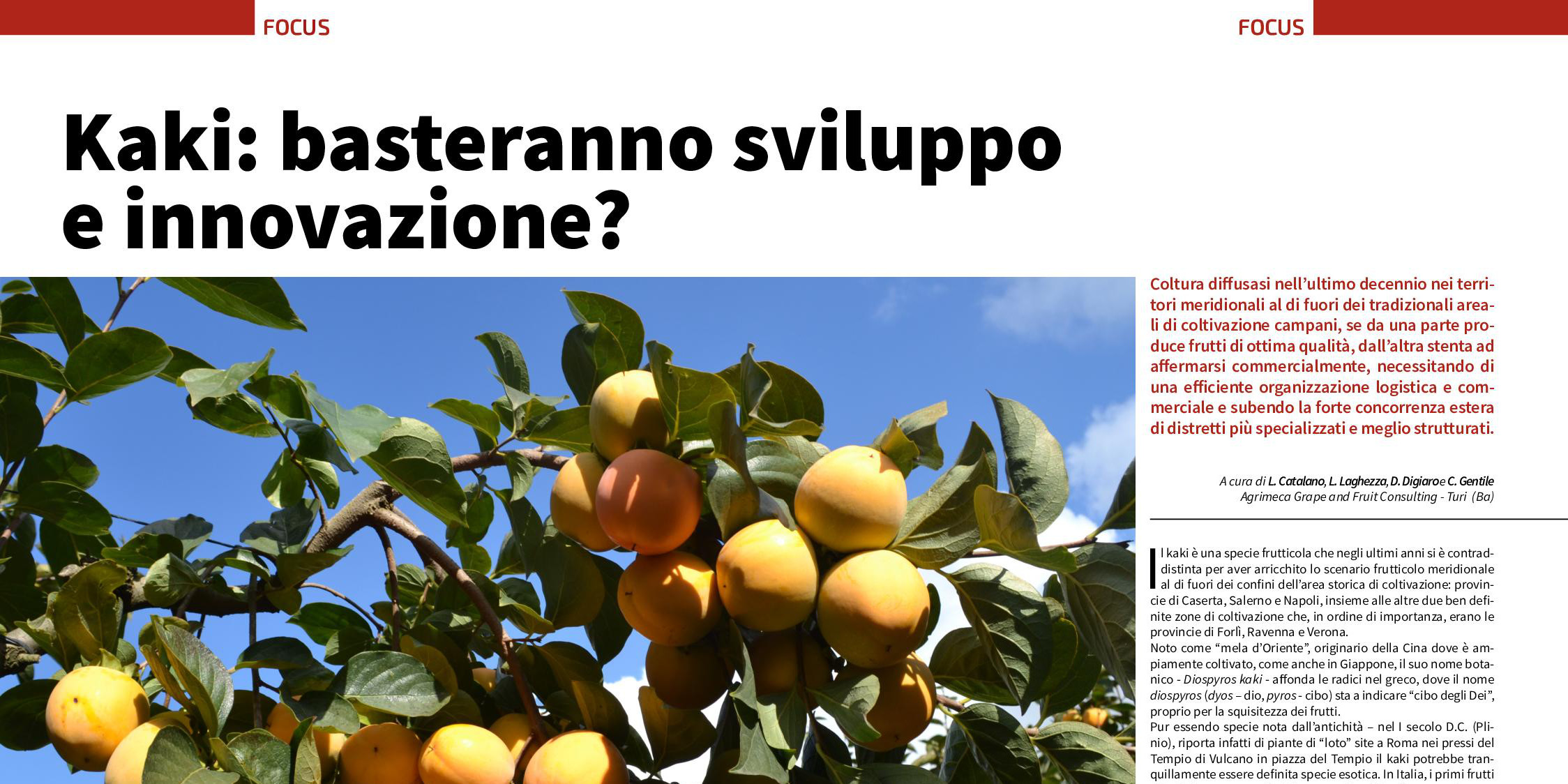 FRUIT JOURNAL. Kaki: basteranno sviluppo e innovazione?