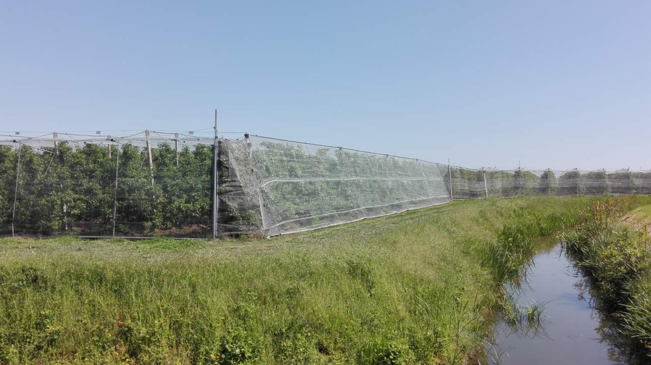 RIVISTA DI FRUTTICOLTURA. La frutticoltura non può perdere il treno del Pnrr.